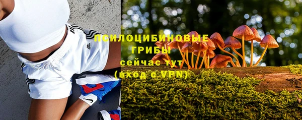 гашик Карпинск